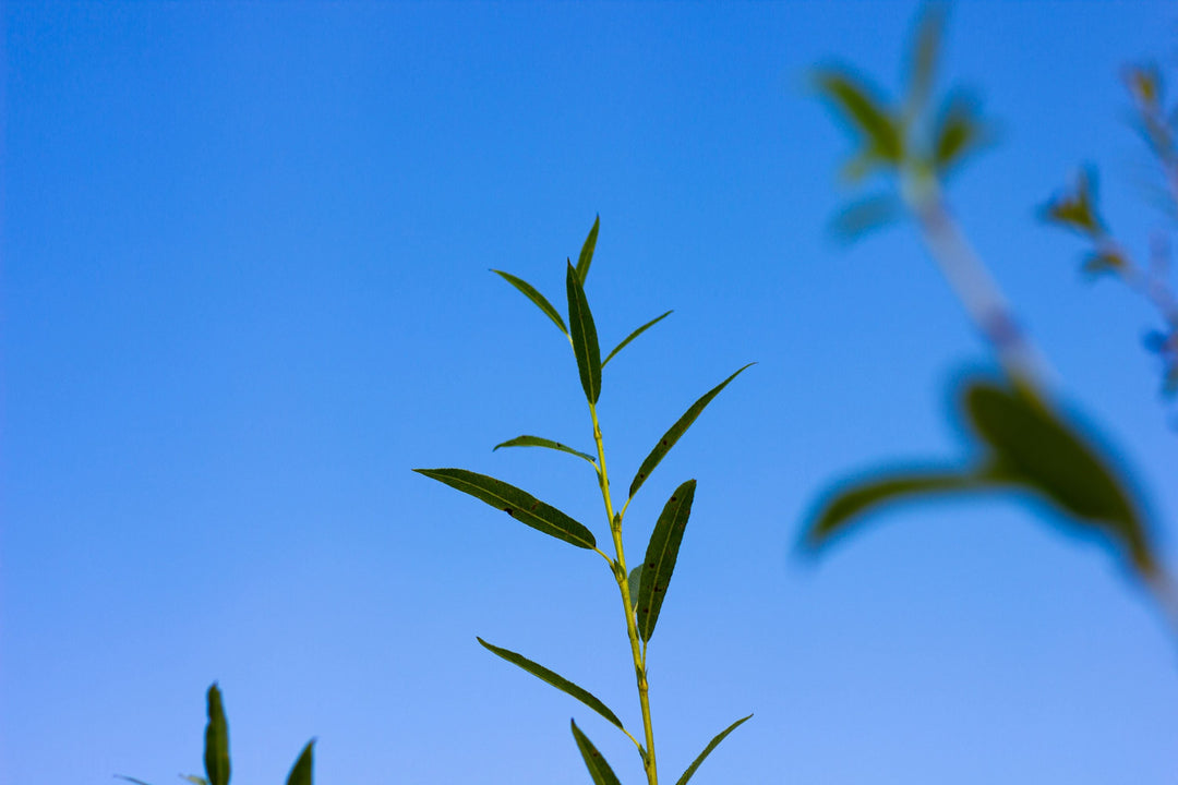 How to Grow, Store, and (Maybe) Obsess Over Your Aravot