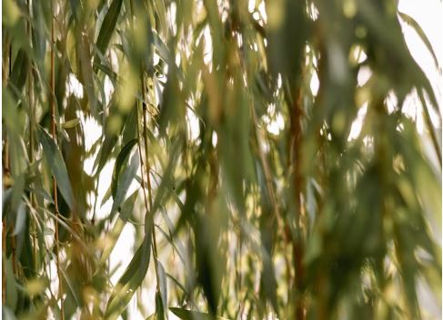 How to Keep Aravot Fresh All Sukkot (Without Turning Your Fridge Into a Science Lab)