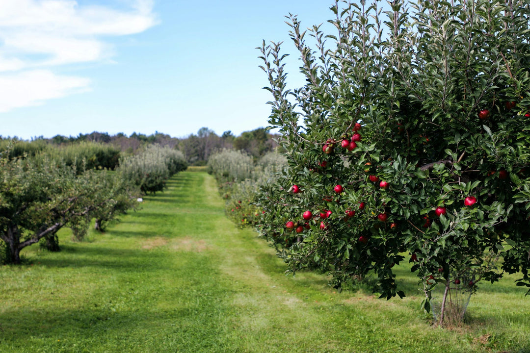 Can You Cut Branches from a Fruit Tree or Public Land for Schach?