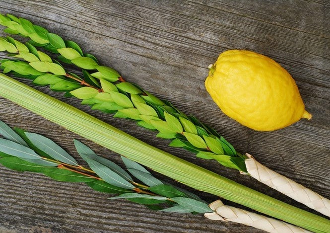 The Curious Case of the Arba Minim: Lulav Lore, Etrog Orientation, and Other Sukkot Mysteries