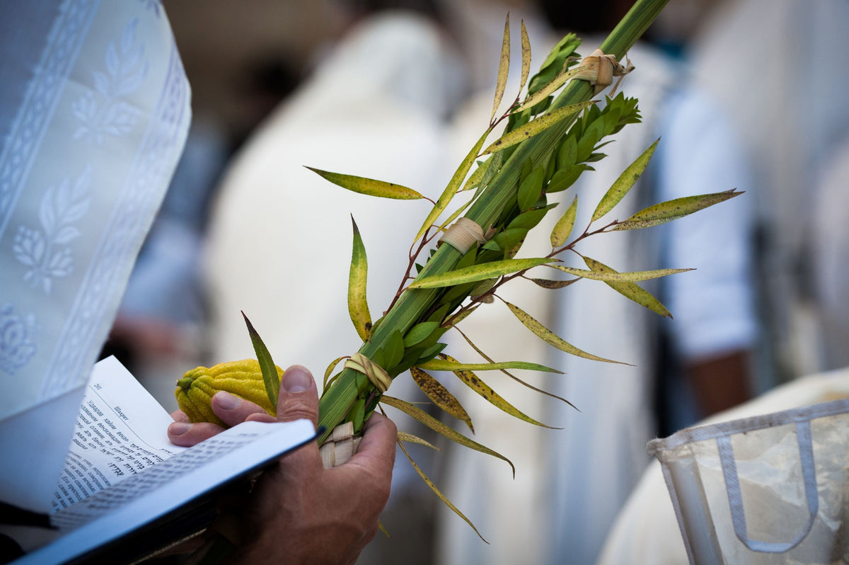 How to Tie Your Lulav & Etrog Like a Pro – The Sukkah Store