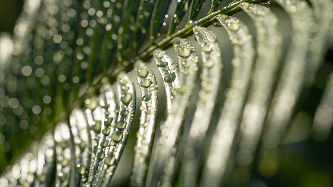 The Sukkah Survival Guide: How to Weatherproof Your Sukkah